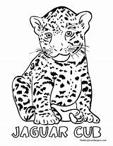 Coloring Pages Jaguar Jungle Animals Animal Drawing Rainforest Cheetah Cub Land Outline Print Jaguars Jacksonville Printable Drawings Color Baby Simple sketch template