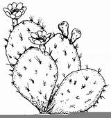 Cactus Outline Drawing Prickly Pear Coloring Pages Thorn Line Simple Color Flower Template Beware Drawings Tumblr Plants Sketch Getdrawings Place sketch template