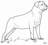 Rottweiler Drawing Coloring Pages sketch template
