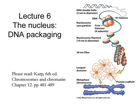 Lecture Notes Lectures 6 Dna Packaging Biol 2520