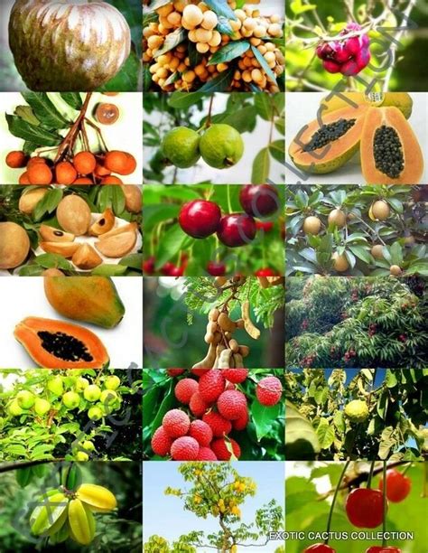 15 seeds fruit tree mix sweet edible plant tree fragrant tropical