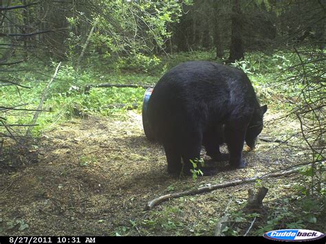 top  places  hunt big bears outdoorhub