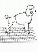 Coloring Poodles sketch template