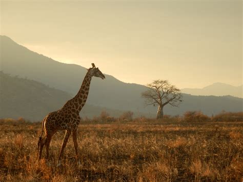 images prairie adventure wildlife mammal fauna savanna plain giraffe savannah