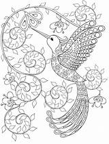 Coloring Pages Adult Hummingbird Printable Gorgeous Adults Book sketch template