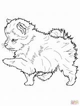 Coloring Husky Pages Pomeranian Puppy Realistic Printable Dog Color Springer Spaniel Colouring English Pup Print Pomeranians Getdrawings Getcolorings Spitz Puppies sketch template