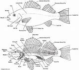 Fish Diagram Anatomy Dissection Parts Label Perch Drawing Sketch Kids Bony Fins Science Chordata Labels Body Labeled Know Labelled Neaq sketch template