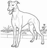 Greyhound Coloring Italian Pages Drawing Printable Line Dog Hound Supercoloring Grey Colouring Color Drawings Kids Book Adult Print Animal Es sketch template