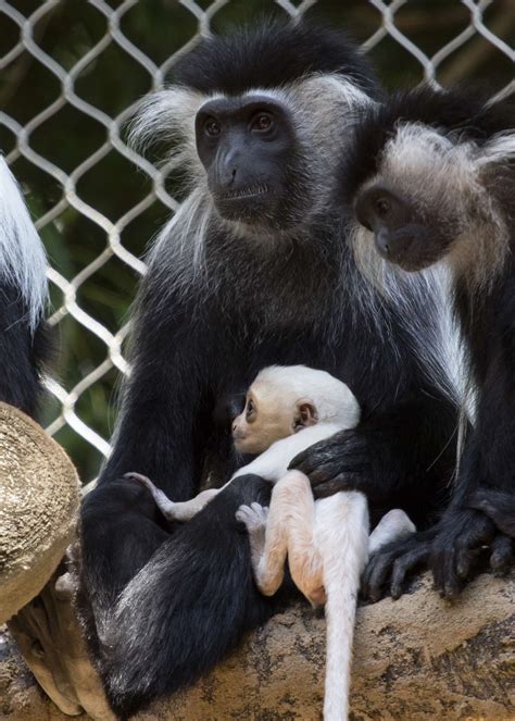 update  angolan colobus infant zoo atlanta