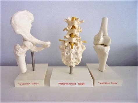 voltaren geigy anatomical model  plastic catawiki