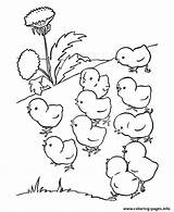 Coloring Baby Farm Chicks Pages Cute Preschool Printable Color Print Book sketch template
