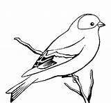 Bird Coloring Pages Canary Wild Robin Drawing Red Cardinal Kiwi Color Flying Getdrawings Branch Tree sketch template
