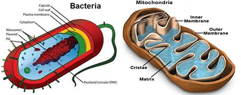 mitochondria  chloroplast similar