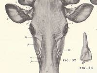 bisonanatomy ideas anatomy bison animals