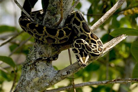 essential information  keeping large constrictors
