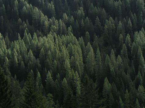 images tree nature wilderness branch evergreen alpine fir