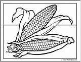 Corn Coloring Cob Pages Popular sketch template