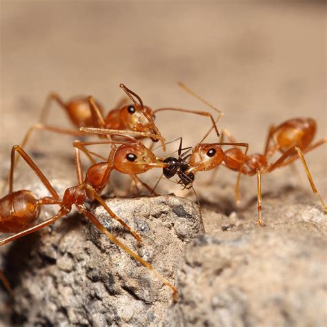 meat ants  australia      fpc aus