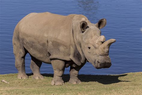 nola      northern white rhinos   world dies  san diego zoo