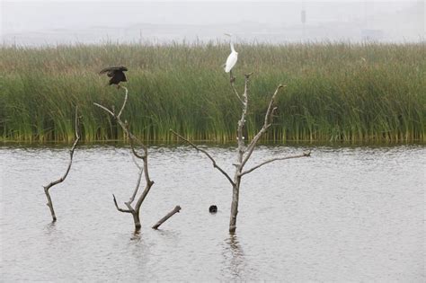 en los pantanos de villa lima promueve el cuidado de las aves lawork