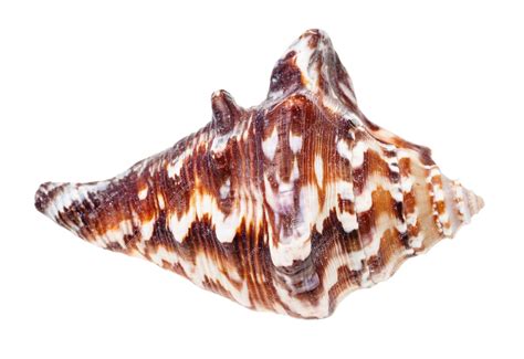 premium photo dark brown shell  muricidae mollusk isolated