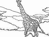 Girafa Colorat Alb Negru Planse Sfatulmamicilor Animale Girafe sketch template
