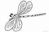Dragonfly Coloring Line Drawing Pages Printable Kids Color Colouring Drawings Paintingvalley Adults sketch template
