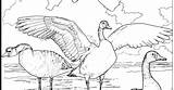 Goose Coloring Pages Geese Flying Baby Color Duck Cartoon Printable Colors Team Library Clipart Getcolorings Popular sketch template