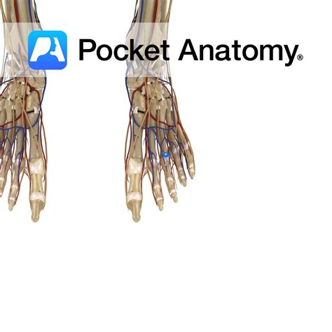 dorsal digital artery pocket anatomy