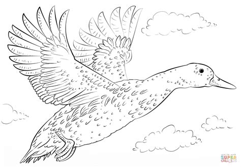 mallard duck coloring pages sketch coloring page