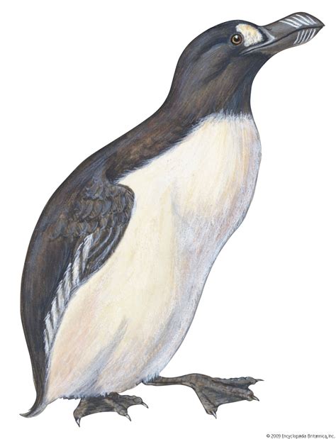 auk seabird flightless antarctic britannica