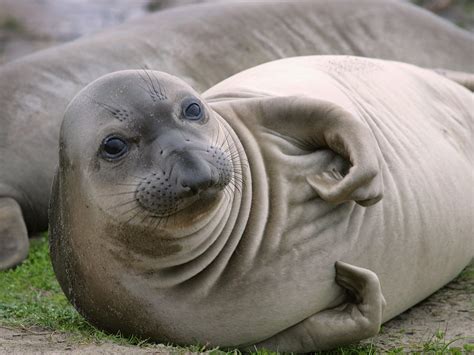 life  northern elephant seal life  sea