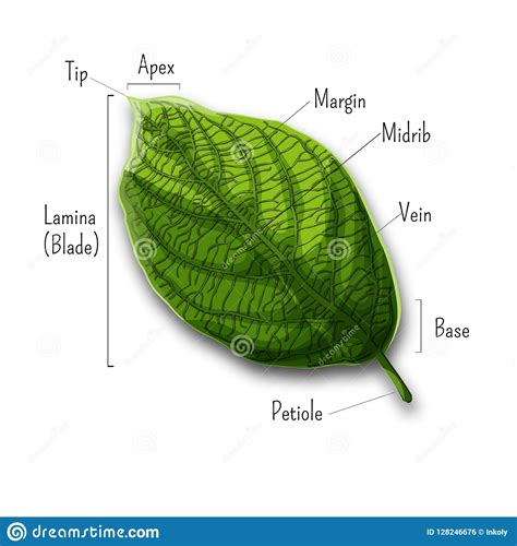 basic leaf parts external structure infographics isolated  white