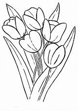 Coloring Pages Bunga Tulip Gambar Template Farm Choose Board Tulips Growing sketch template