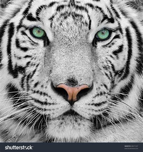 white tiger background green eyes white tiger