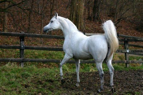 pin  nancy carver  arabian horse horses arabian beauty horse
