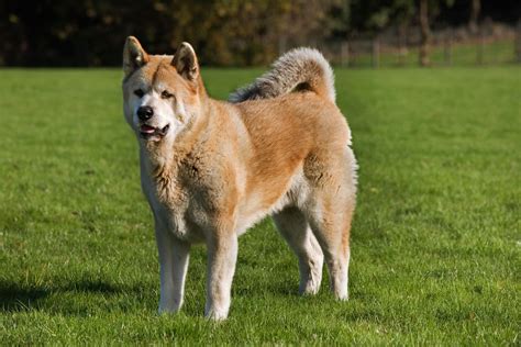 japanese akita seized  owner  cops   mauling  dogs