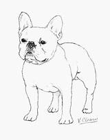 Bulldog French Frenchie Franse Drawing Puppies Bulldogs Sketches Buldog Outline Hond Terrier Charcoal sketch template