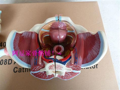 Female Genital Organs Urology Urinary System Human Anatomical Model