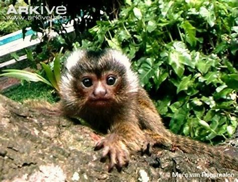roosmalens dwarf marmoset monkey habitat farm animals cute animals