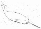 Narwhal Coloring Pages Drawing Draw Printable Drawings Whales Step Realistic Tutorial Kids Animals Ocean Outline Animal Paper Categories Sea sketch template