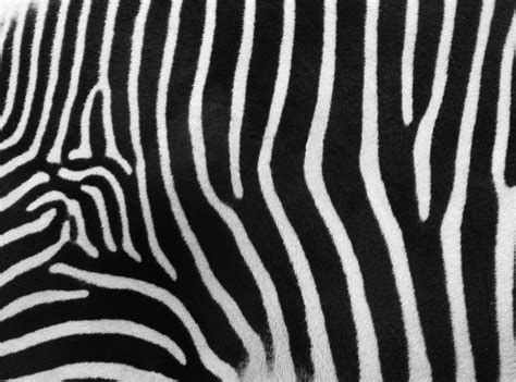 zebra stripes  photo  freeimages