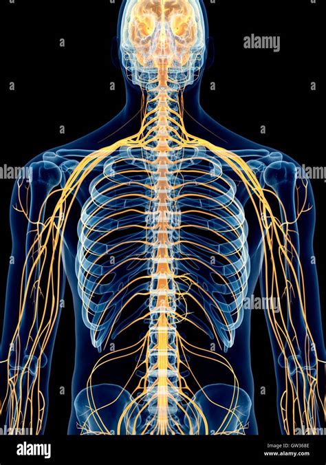 menschlichen intercostalneuralgie nerven abbildung stockfoto bild