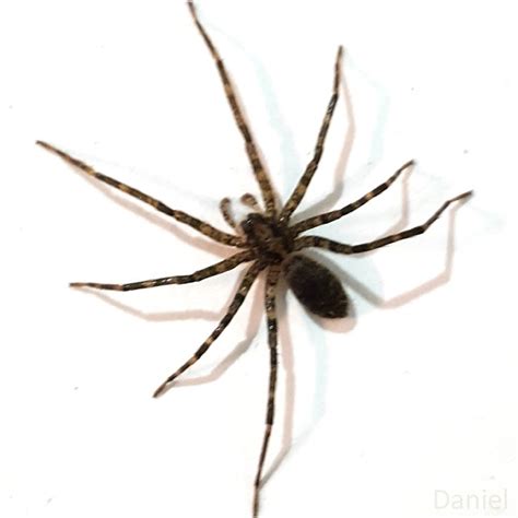 insetologia identificacao de insetos provaveis aranhas trecaleideas