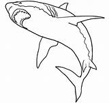 Shark Coloring Premium sketch template