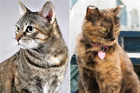 special  torbie cats