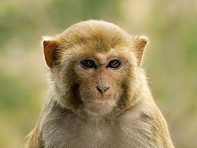 rhesus macaque macaca mulatta