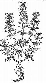 Hyssop Herbs sketch template