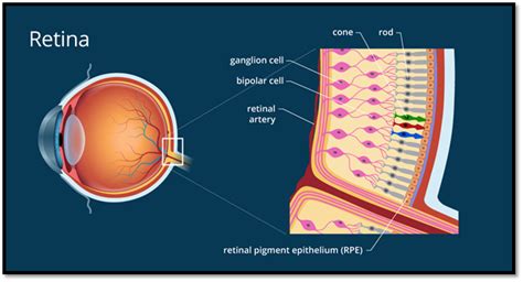 retina  detailed  comprehensive study