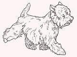 Highland Terrier West Westy 2e sketch template